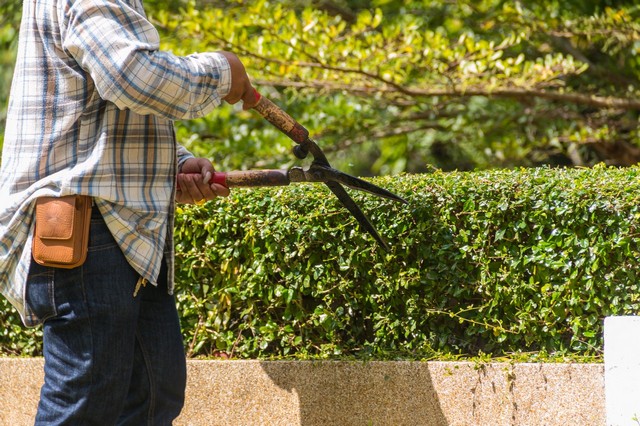 Garden Maintenance  Mortlake, SW14